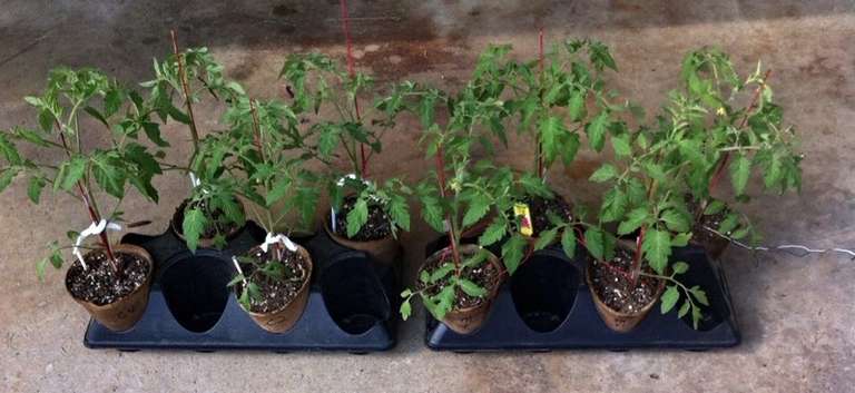 Electroculture Tomato Growers Achieve Gains of Over 50% - Electric