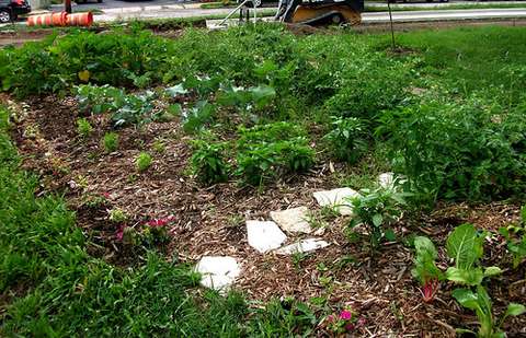 Backyard Garden Electroculture Creates Large Broccoli, Tomato