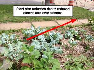 Backyard Garden Electroculture Creates Large Broccoli, Tomato