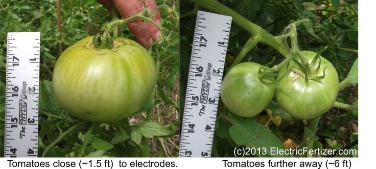 Backyard Garden Electroculture Creates Large Broccoli, Tomato