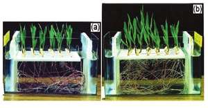 Research in Pictures: Rapid Seedling Growth Using Electricity